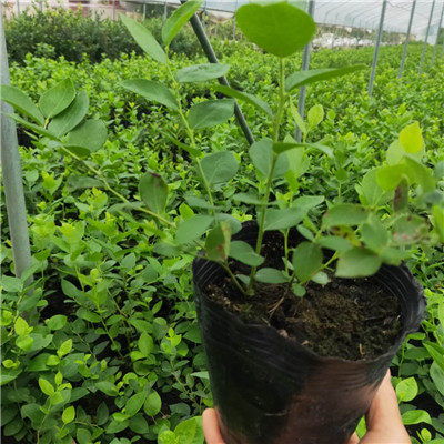 艾文蓝莓苗种植基地 新疆蓝莓苗