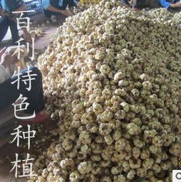 图片,海量精选高清图片库 鄱阳县百利果树种植专业合作社